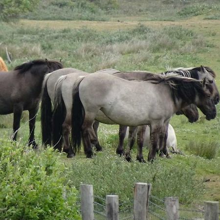 Prachtige Woning Aan De Duinen Βίλα Ντεν Χέλντερ Εξωτερικό φωτογραφία