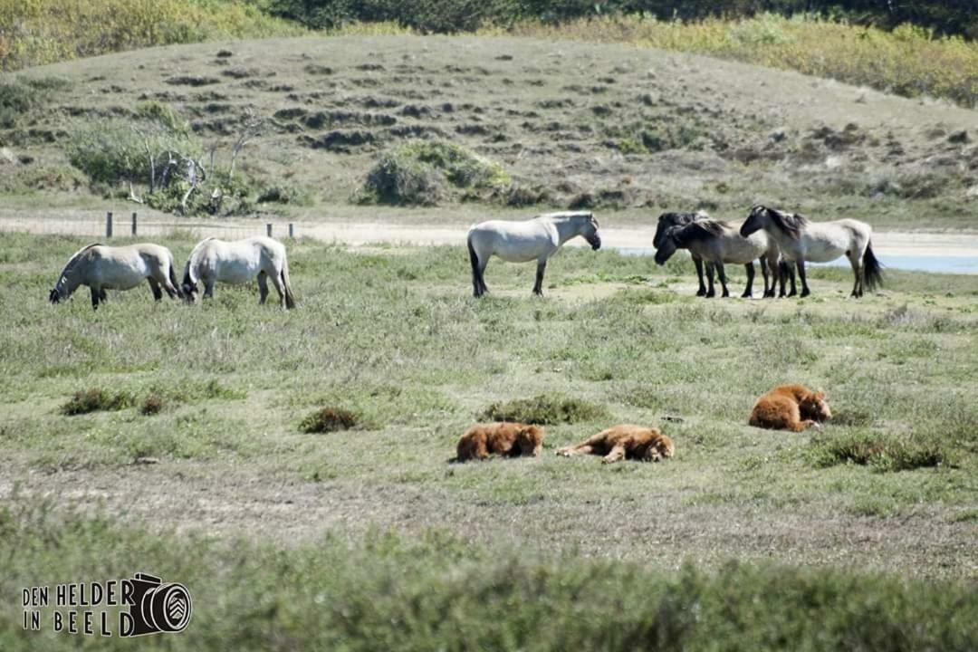 Prachtige Woning Aan De Duinen Βίλα Ντεν Χέλντερ Εξωτερικό φωτογραφία
